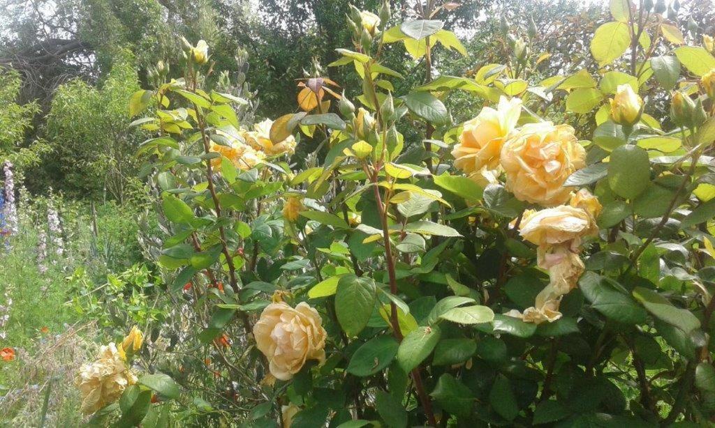Asinus 32 Bed & Breakfast Viozan Bagian luar foto